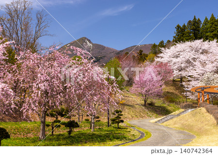 福島県耶麻郡猪苗代町古城跡　桜の名所亀ヶ城公園　ソメイヨシノやベニシダレなどのサクラと磐梯山の景色 140742364