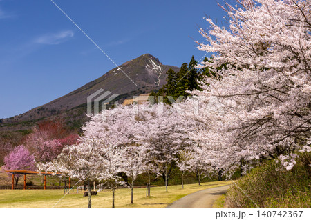 福島県耶麻郡猪苗代町古城跡 桜の名所亀ヶ城公園 ソメイヨシノやベニシダレなどのサクラと磐梯山の景色 福島県耶麻郡猪苗代町古城跡 桜の名所亀ヶ城公園 ソメイヨシノやベニシダレなどのサクラと磐梯山の景色 140742367