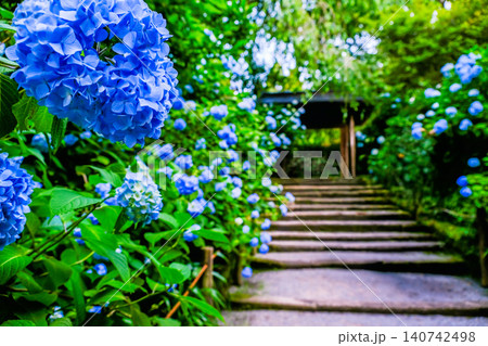 参道に咲く青い紫陽花 参道に咲く青い紫陽花 140742498