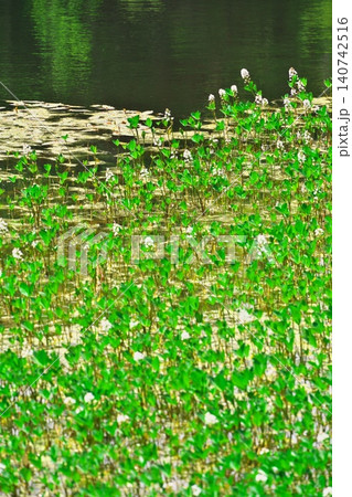 新緑の乗鞍高原 牛留池 展望台から水鏡の池に咲くミツガシワの群生 新緑の乗鞍高原 牛留池 展望台から水鏡の池に咲くミツガシワの群生 140742516