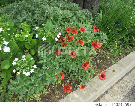 こじま花の会花畑の白青色の額紫陽花の花と赤い花のテンニンギク こじま花の会花畑の白青色の額紫陽花の花と赤い花のテンニンギク 140742595
