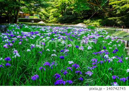 花菖蒲のある風景 花菖蒲のある風景 140742745