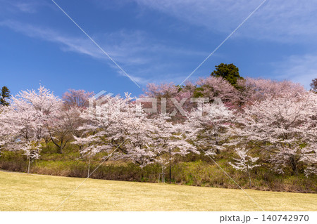 福島県耶麻郡猪苗代町古城跡 桜の名所亀ヶ城公園 城跡に咲くいろいろな種類のサクラの景色 福島県耶麻郡猪苗代町古城跡 桜の名所亀ヶ城公園 城跡に咲くいろいろな種類のサクラの景色 140742970