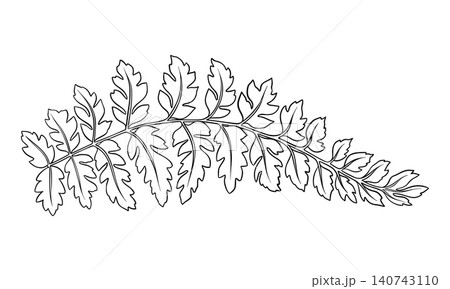 Wood fern leaf outline botanical black and white illustration. Hand drawn vector floral element of prehistoric woodland plant. Perfect for the use of ecological material and sustainable designs. Wood fern leaf outline botanical black and white illustration. Hand drawn vector floral element of prehistoric woodland plant. Perfect for the use of ecological material and sustainable designs. 140743110