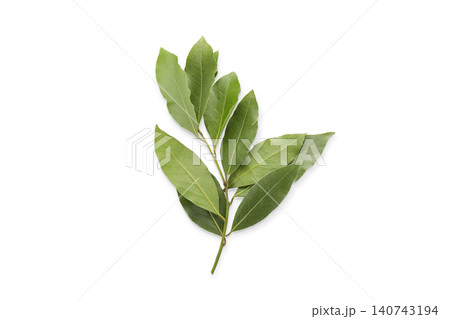 Green bay leaves displayed with rich texture and vibrant color. Culinary herb concept, PNG Green bay leaves displayed with rich texture and vibrant color. Culinary herb concept, PNG 140743194