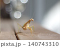 カマキリの散歩 140743310