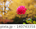 黄葉をバックにして咲く赤いバラ 140743358