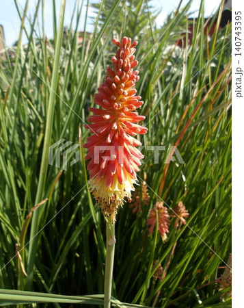 Red Hot Poker Flower [Kniphofia] with Orange and Yellow Blooms. 140743395