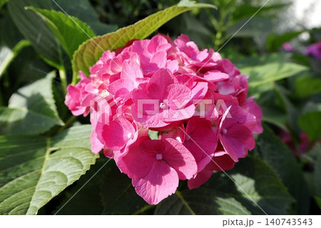 Pink Hydrangea Flower Bloom in Garden. 140743543