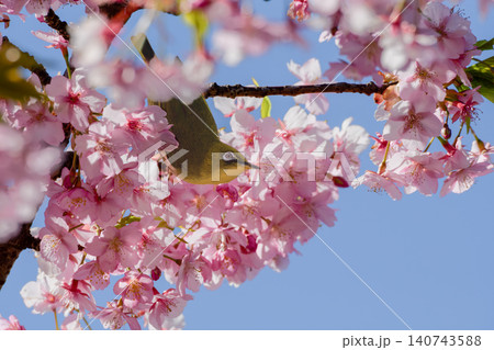 河津桜の花影に潜るメジロ 140743588