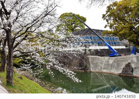 熊本県 熊本城の復旧工事現場と満開桜と新緑 熊本県 熊本城の復旧工事現場と満開桜と新緑 140743850