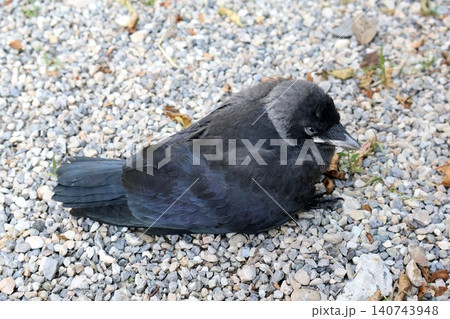 Black Crow or Jackdaw Sitting on Gravel Ground. Black Crow or Jackdaw Sitting on Gravel Ground. 140743948