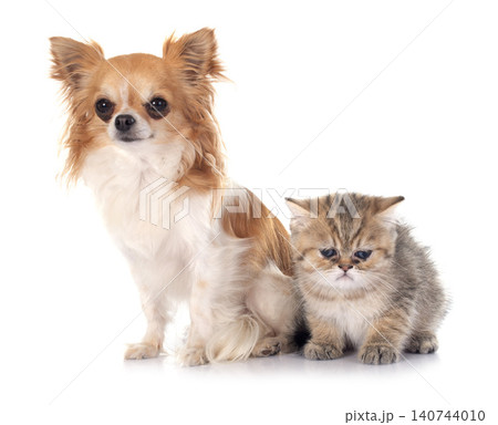 persian kitten and chihuahua persian kitten and chihuahua 140744010
