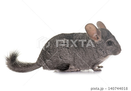 chinchilla in studio chinchilla in studio 140744018