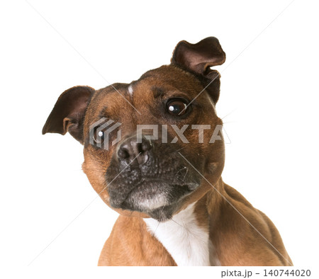 staffordshire bull terrier staffordshire bull terrier 140744020
