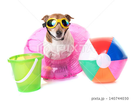 jack russel terrier on beach 140744030