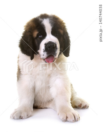 puppy saint bernard puppy saint bernard 140744038