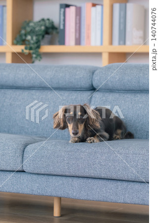 ファミリー　犬のいる暮らし　ソファーでくつろぐダックスフンド 140744076