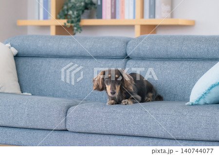 ファミリー　犬のいる暮らし　ソファーでくつろぐダックスフンド 140744077