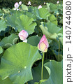 青々と輝く蓮の葉と蓮の花 140744080