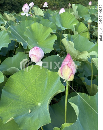 青々と輝く蓮の葉と蓮の花 青々と輝く蓮の葉と蓮の花 140744080