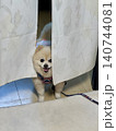 暖簾から覗き込む可愛らしい犬 140744081