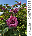 美しい薔薇と青天の青空 140744085