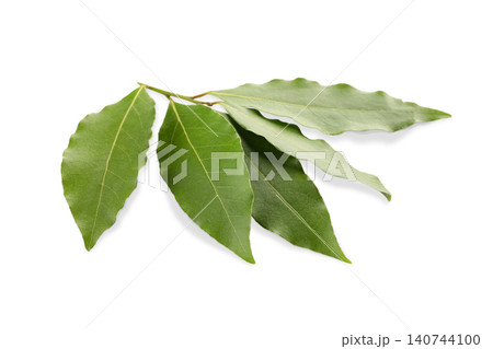 Fresh bay leaves display rich texture and color, perfect for enhancing dishes, PNG Fresh bay leaves display rich texture and color, perfect for enhancing dishes, PNG 140744100
