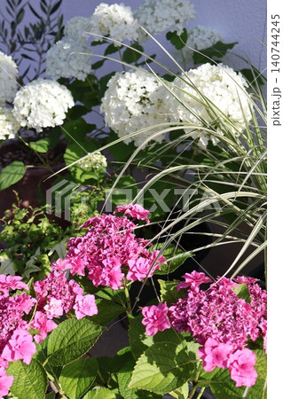 白いアナベルとピンク色の八重咲き紫陽花 140744245