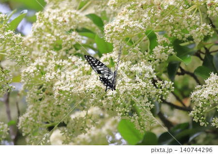 サンゴジュの蜜を吸うアゲハチョウ 140744296