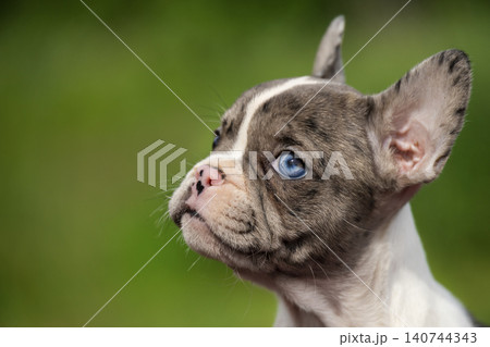Charming merle French Bulldog puppy with a bright blue eye looks up curiously. Small brachycephalic companion dogs include breeds like Pug, Boston Terrier, or English Bulldog. Charming merle French Bulldog puppy with a bright blue eye looks up curiously. Small brachycephalic companion dogs include breeds like Pug, Boston Terrier, or English Bulldog. 140744343