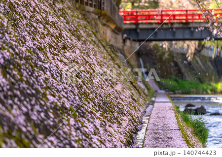 260416中橋桜g078 140744423