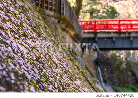 260416中橋桜g085 260416中橋桜g085 140744426