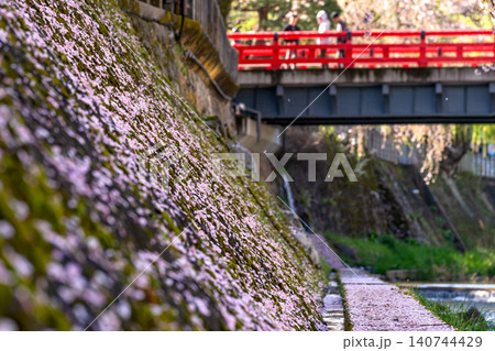 260416中橋桜g088 140744429