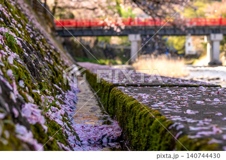 260416中橋桜g090 260416中橋桜g090 140744430