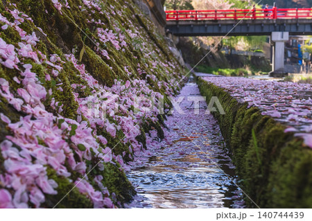 260416中橋桜g107 260416中橋桜g107 140744439