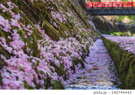260416中橋桜g112 260416中橋桜g112 140744442