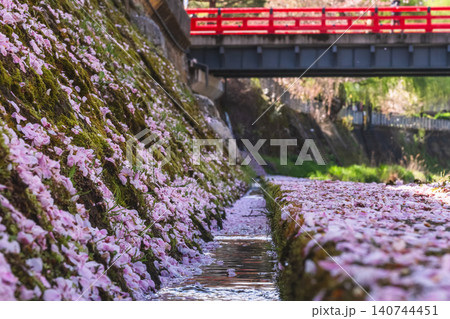 260416中橋桜g135 140744451