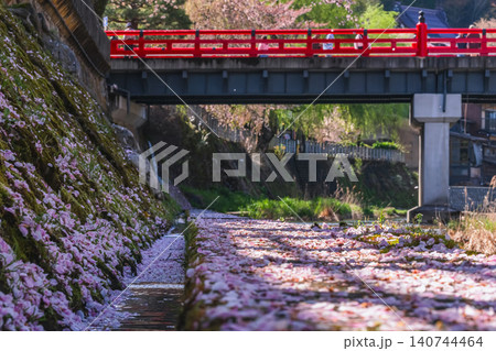 260416中橋桜g209 140744464