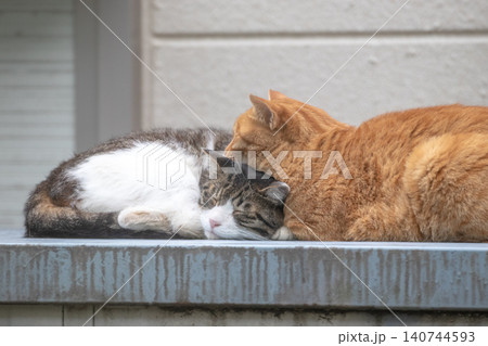 体をくっつけて眠る二匹の野良猫 体をくっつけて眠る二匹の野良猫 140744593