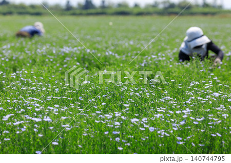 北海道当別町、畑一面に澄んだブルーの花を咲かせる亜麻【6月】 北海道当別町、畑一面に澄んだブルーの花を咲かせる亜麻【6月】 140744795