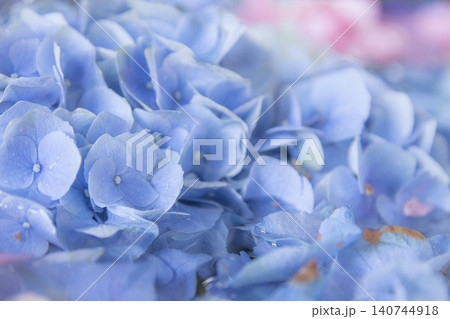 色鮮やかな紫陽花が敷き詰められた美しい花手水 色鮮やかな紫陽花が敷き詰められた美しい花手水 140744918