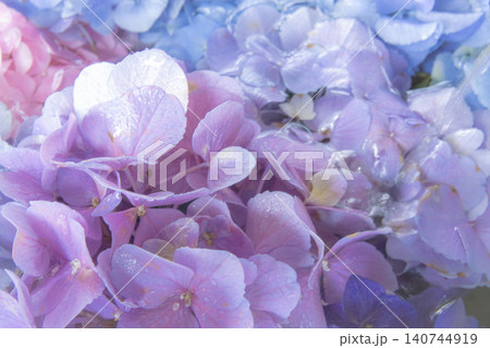 色鮮やかな紫陽花が敷き詰められた美しい花手水 色鮮やかな紫陽花が敷き詰められた美しい花手水 140744919