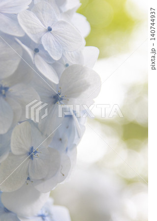 新緑の背景と美しく咲く青い紫陽花 140744937