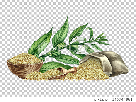 White sesame seeds in burlap and wooden bowl and scoop, sesame stalk with leaves, pods, and flowers. Hand-drawn watercolor illustration. For labels, packaging, posters, banners, menus, and more. White sesame seeds in burlap and wooden bowl and scoop, sesame stalk with leaves, pods, and flowers. Hand-drawn watercolor illustration. For labels, packaging, posters, banners, menus, and more. 140744961