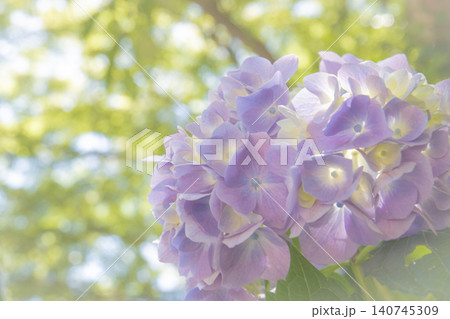 美しく咲く色鮮やかな紫陽花の花 美しく咲く色鮮やかな紫陽花の花 140745309