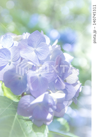 美しく咲く色鮮やかな紫陽花の花 美しく咲く色鮮やかな紫陽花の花 140745311