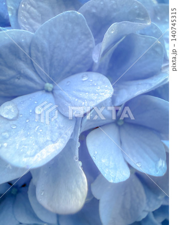 美しく咲く色鮮やかな紫陽花の花 美しく咲く色鮮やかな紫陽花の花 140745315