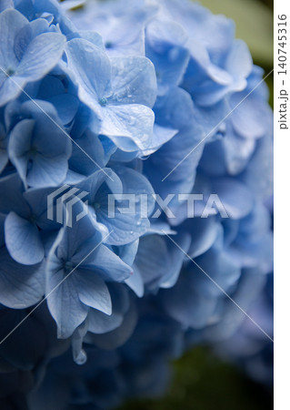美しく咲く色鮮やかな紫陽花の花 美しく咲く色鮮やかな紫陽花の花 140745316