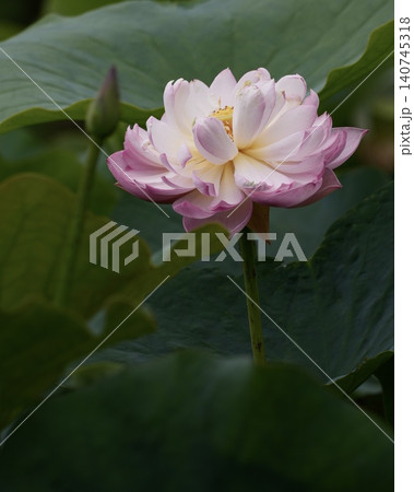 美しい水生植物蓮の花 140745318